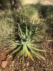 Aloe globuligemma
