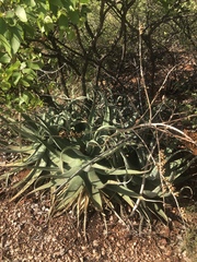 Aloe globuligemma