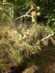 Eryngium horridum