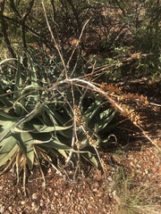 Aloe globuligemma