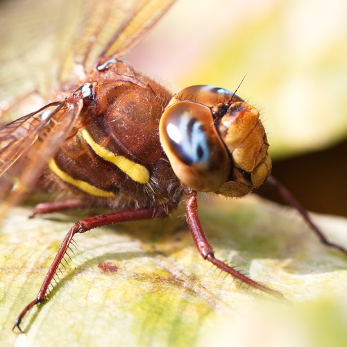 Brown Hawker