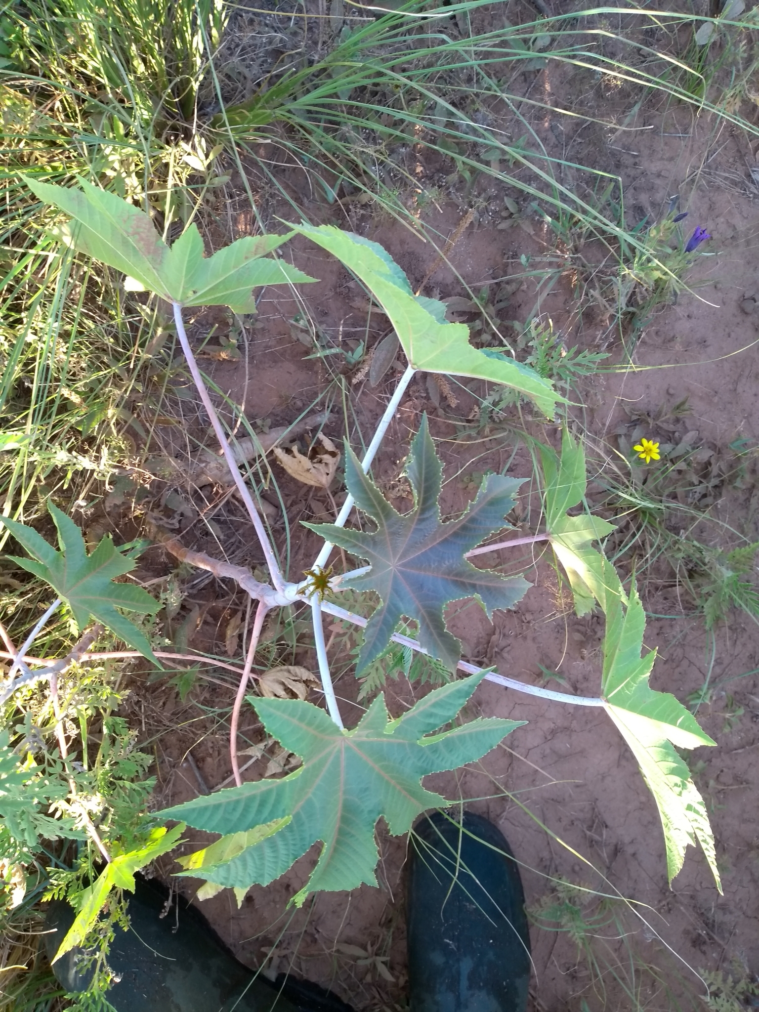 Ricinus communis