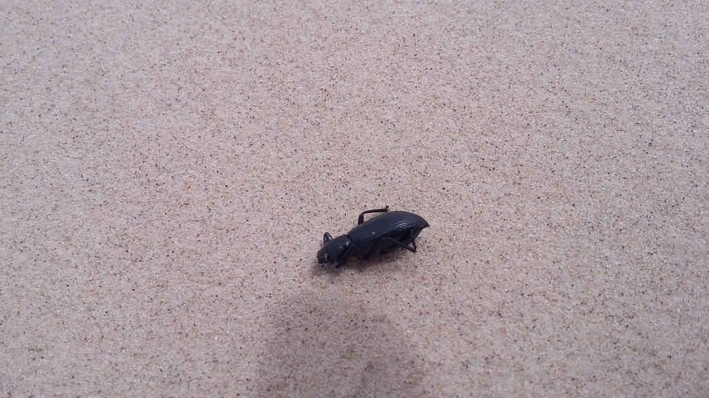 Eleodes samalayucae