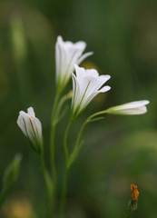 Gagea graeca