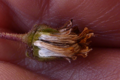 Heterolepis peduncularis