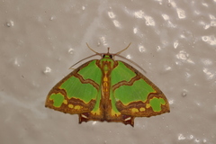 Agathia succedanea