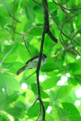 Terpsiphone atrocaudata