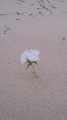 Euploca convolvulacea