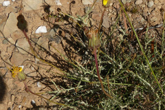 Heterolepis peduncularis