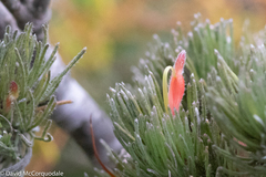 Adenanthos sericeus