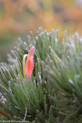 Adenanthos sericeus