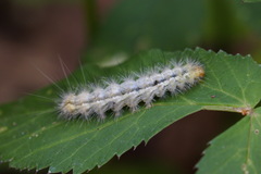 Spilosoma lutea