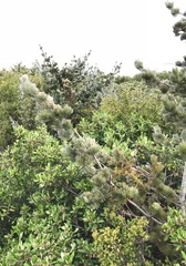 Adenanthos sericeus