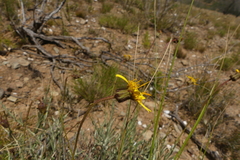 Heterolepis peduncularis