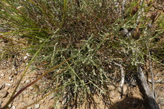 Heterolepis peduncularis