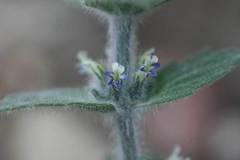 Ajuga orientalis