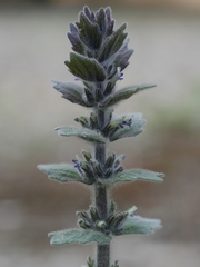 Ajuga orientalis