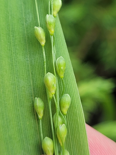 Dichanthelium xanthophysum (A.Gray) Freckmann
