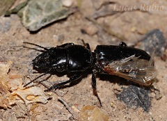 Scarites anthracinus