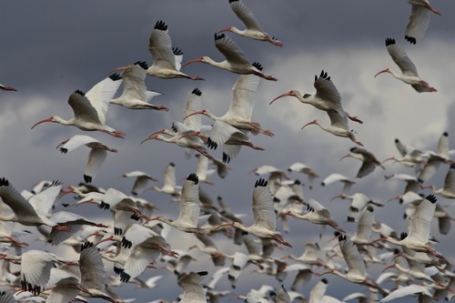 White Ibis