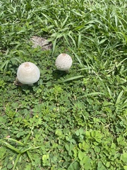 Chlorophyllum molybdites image
