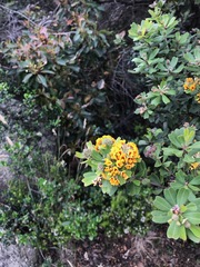 Gastrolobium bilobum