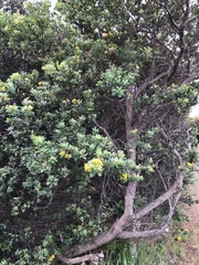 Gastrolobium bilobum