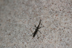 Brentinae