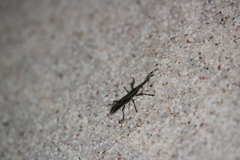 Brentinae