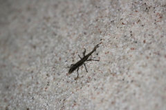 Brentinae