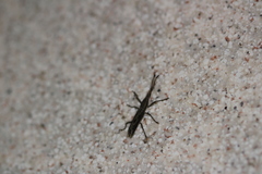 Brentinae