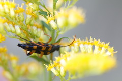 Strangalia attenuata