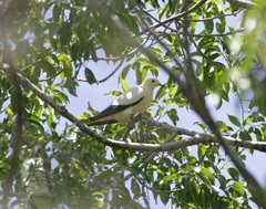 Ducula bicolor