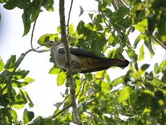 Ducula pickeringii