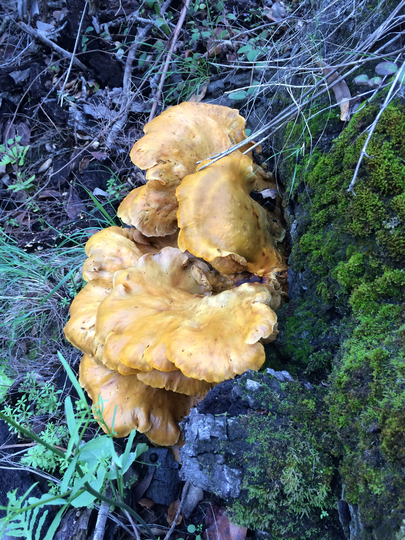 Omphalotus olivascens image