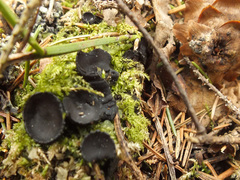 Pseudoplectania nigrella