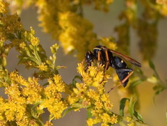 Parabatozonus lacerticida