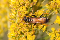 Parabatozonus lacerticida