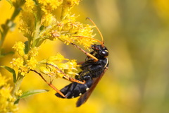 Parabatozonus lacerticida