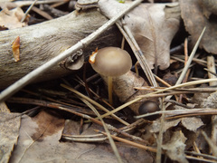 Strobilurus stephanocystis