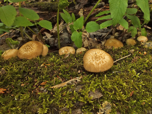 Lentinus ciliatus image