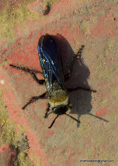 Campsomeriella