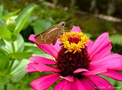 Pelopidas assamensis