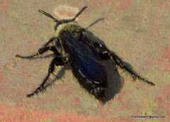 Campsomeriella