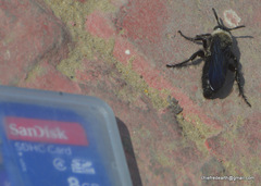 Campsomeriella