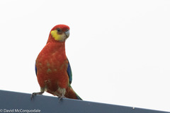 Platycercus icterotis