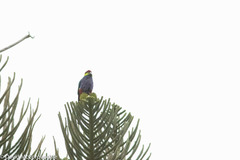 Purpureicephalus spurius