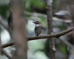 Cyornis umbratilis