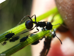 Myrmicaria nigra