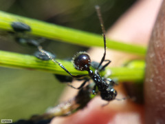 Myrmicaria nigra